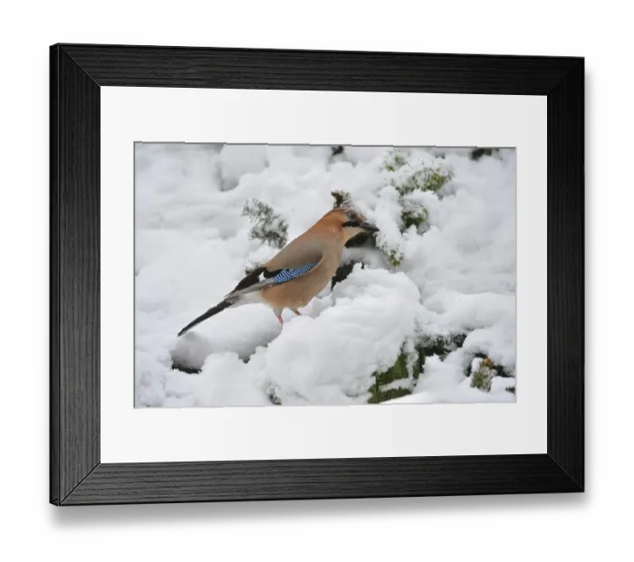 Framed Print : Eurasian jay (Garrulus glandarius)