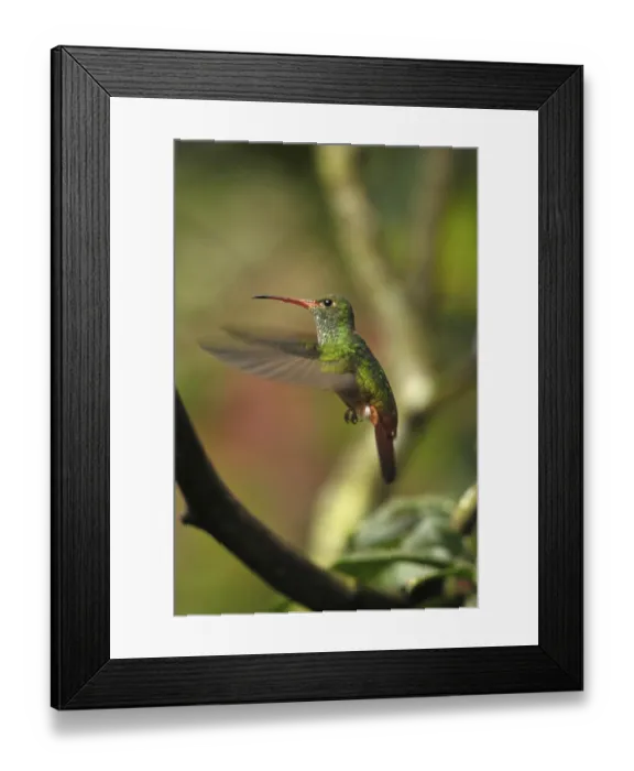 Framed Print : Brown-tailed amaranth (Amazilia tzacatl)