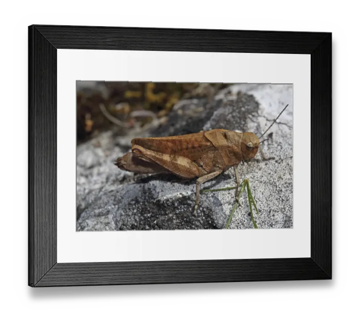 Framed Print : Red-winged Snare (Psophus stridulus) Framed Print : Red-winged Snare (Psophus stridulus)