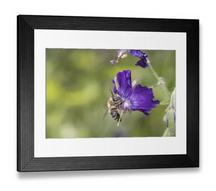 Framed Print : Bee - Apis mellifera - pollinates dusky crane's-bill - Geranium phaeum Lilly Lovell Bee - Apis mellifera
