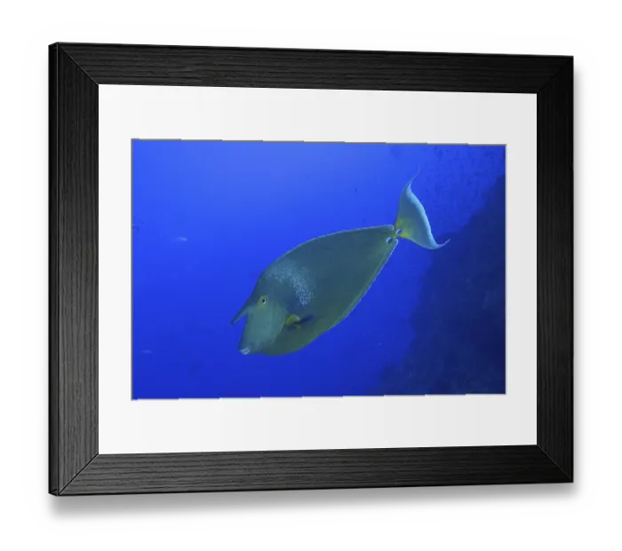 Framed Print : Shortnose surgeonfish (Naso unicornis)