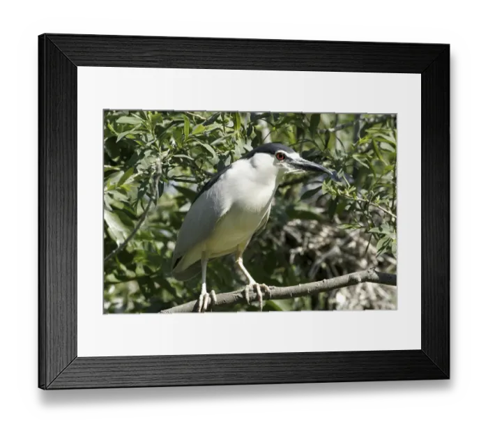 Framed Print : Night heron (Nycticorax nycticorax)