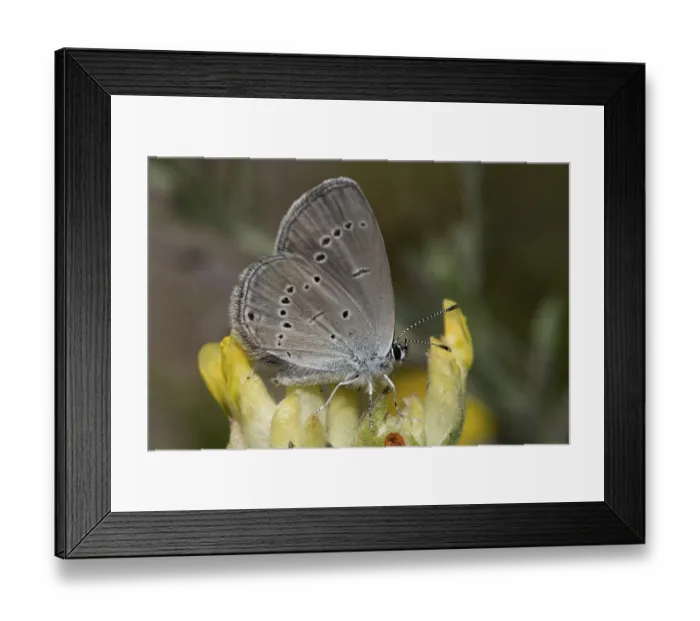 Framed Print : Dwarf Blue (Cupido minimus)