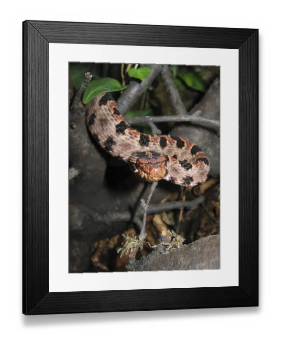 Framed Print : Red dwarf rattlesnake (Sistrurus miliarius miliarius)
