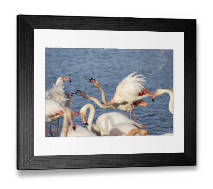 Framed Print : Pink flamingo (Phoenicopterus ruber)