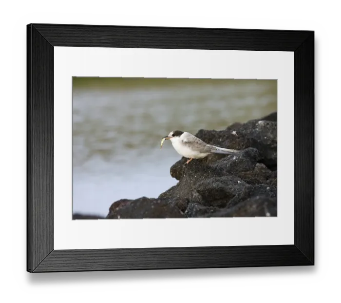 Framed Print : Arctic tern (Sterna paradisaea) Framed Print : Arctic tern (Sterna paradisaea)