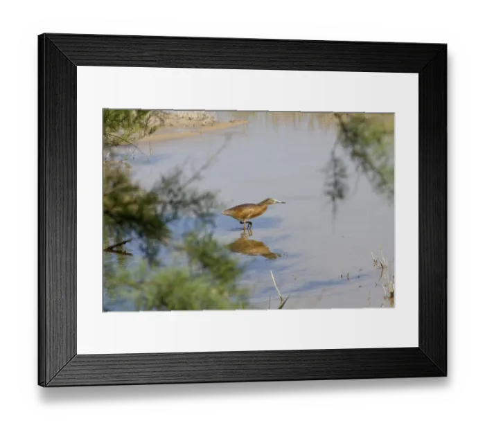 Framed Print : Squacco Heron (Ardeola ralloides)