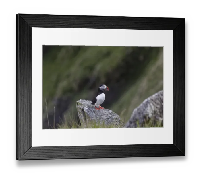 Framed Print : Puffin (Fratercula arctica) Framed Print : Puffin (Fratercula arctica)