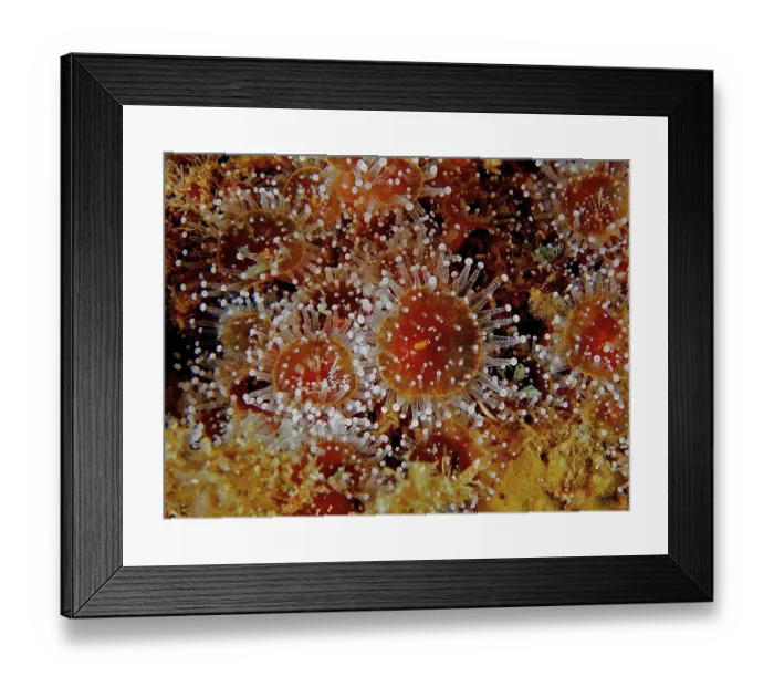 Framed Print : Jewelled anemone (Corynactis viridis) Framed Print : Jewelled anemone (Corynactis viridis)