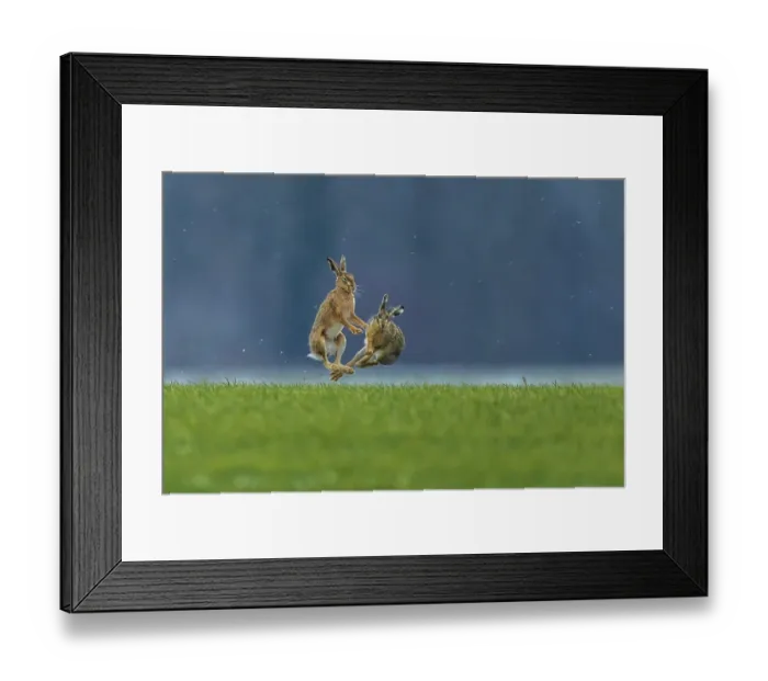 Framed Print : European hare (Lepus europaeus)