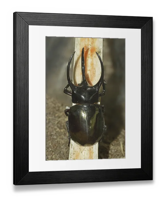 Framed Print : Rhinoceros beetle (Chalcosoma cavcasus) Framed Print : Rhinoceros beetle (Chalcosoma cavcasus)