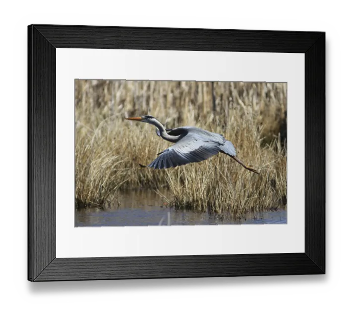 Framed Print : Grey heron (Ardea cinerea) Framed Print : Grey heron (Ardea cinerea)