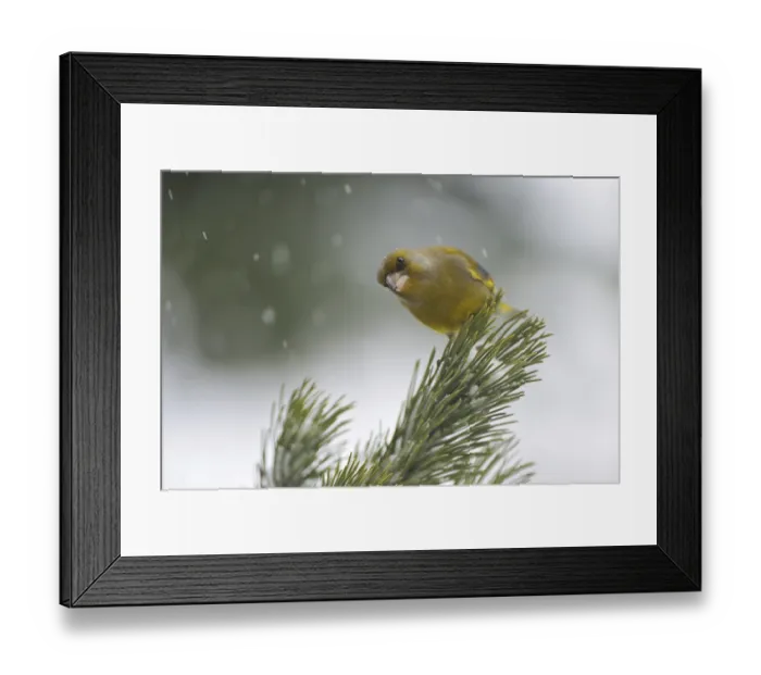 Framed Print : Greenfinch (Carduelis chloris)