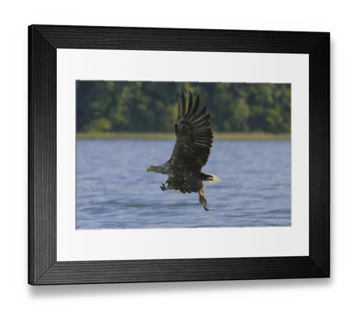 Framed Print : White-tailed eagle (Haliaeetus albicilla)