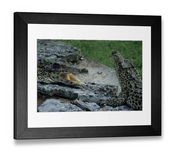 Framed Print : Cuban crocodile (Crocodylus rhombifer)