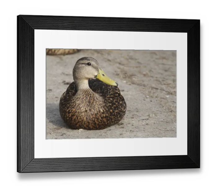 Framed Print : Florida duck (Anas fulvigula) Framed Print : Florida duck (Anas fulvigula)
