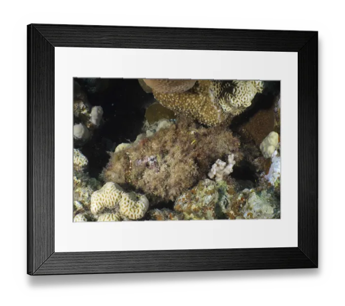 Framed Print : Reef stonefish (Synanceia verrucosa)