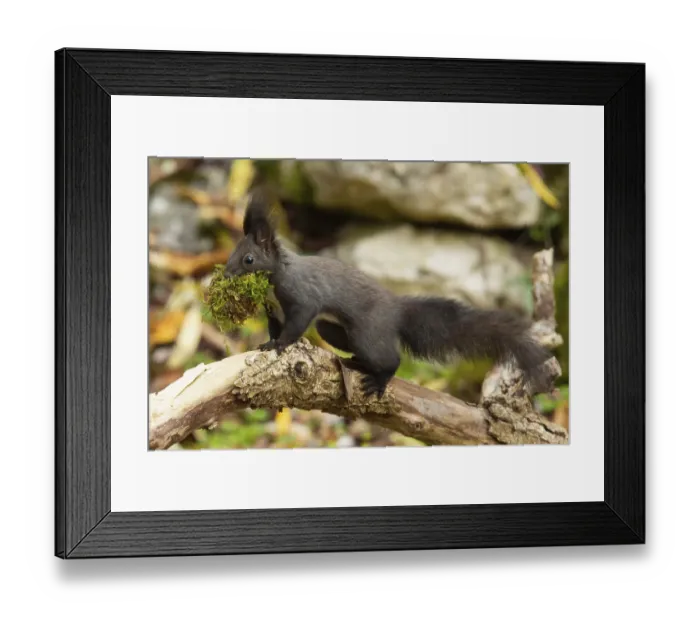 Framed Print : Squirrel (Sciurus vulgaris) Framed Print : Squirrel (Sciurus vulgaris)