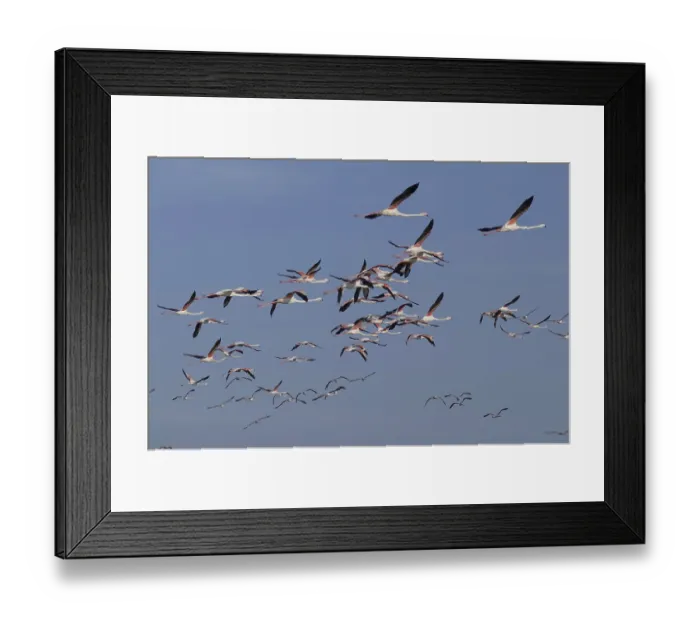 Framed Print : Pink flamingo (Phoenicopterus ruber)