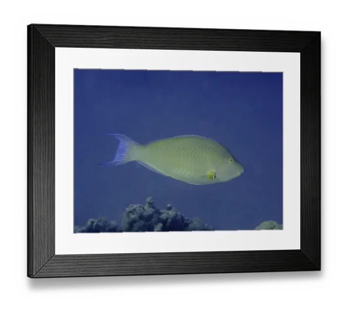 Framed Print : Steephead parrotfish (Hipposcarus harid)