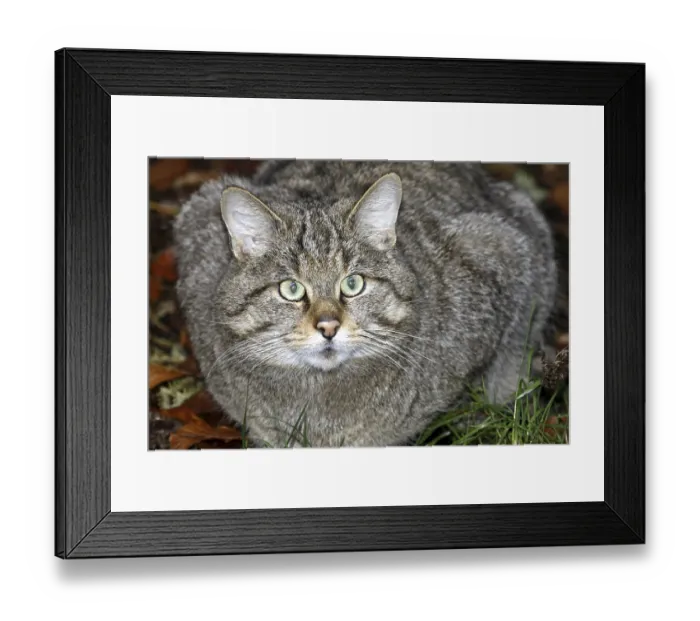 Framed Print : Wildcat (Felis silvestris) Framed Print : Wildcat (Felis silvestris)