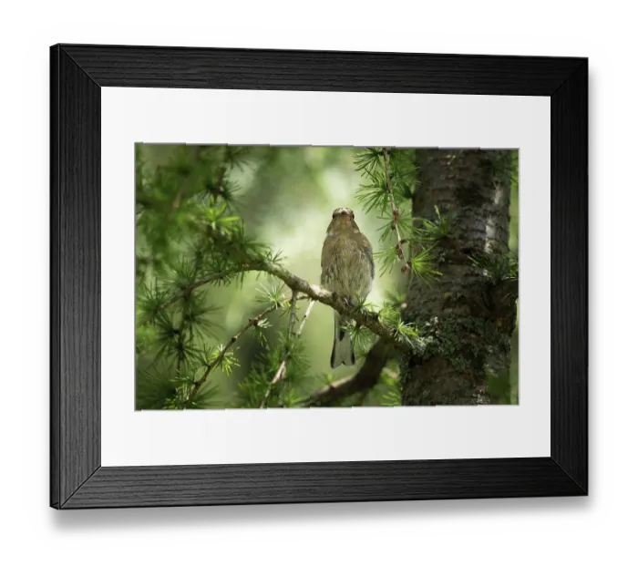 Framed Print : Snow sparrow (Montifringilla nivalis)