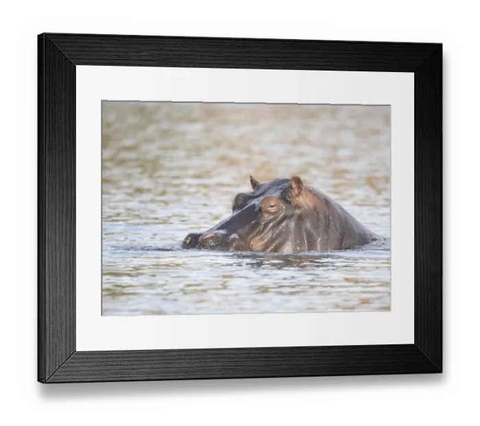 Framed Print : Hippo (hippopotamus)