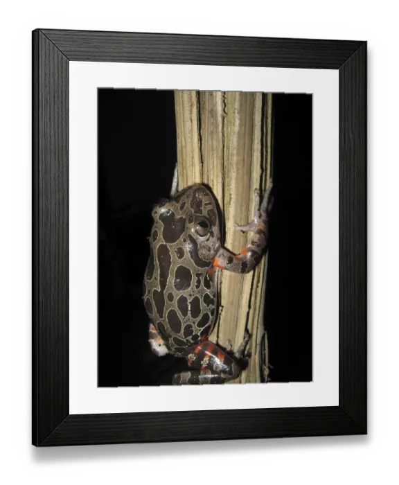 Framed Print : Spotted Woodcreeper (Phlyctimantis maculatus)