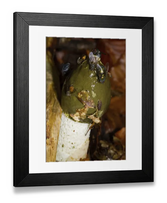 Framed Print : Common stinkhorn (Phallus impudicus) Framed Print : Common stinkhorn (Phallus impudicus)