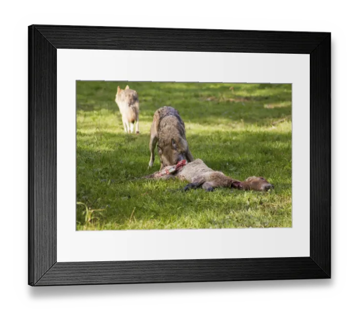 Framed Print : Wolf (Canis Lupus) Framed Print : Wolf (Canis Lupus)