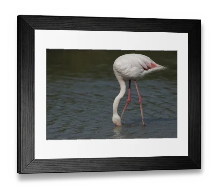 Framed Print : Pink flamingo (Phoenicopterus ruber)