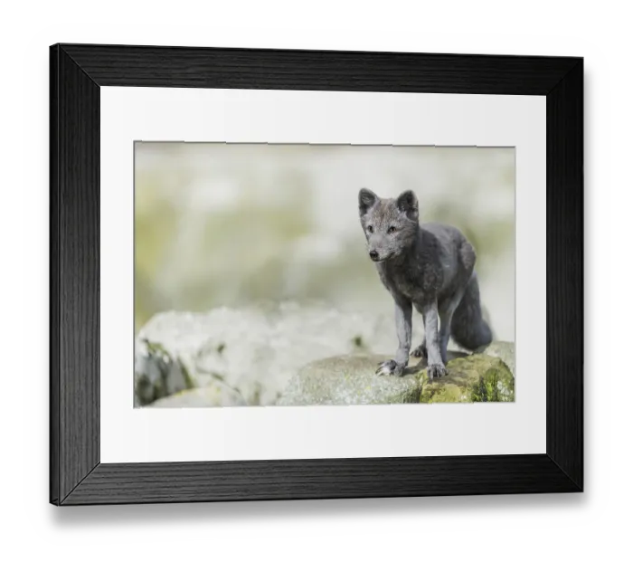Framed Print : Arctic fox (Vulpes lagopus) Framed Print : Arctic fox (Vulpes lagopus)