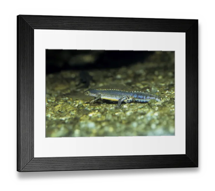 Framed Print : Alpine newt, male (Ichthyosaura alpestris) Framed Print : Alpine newt, male (Ichthyosaura alpestris)