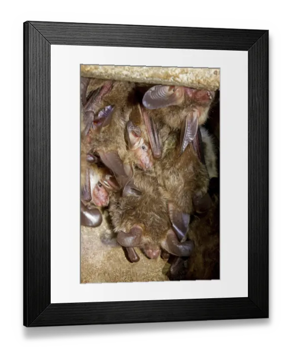 Framed Print : Bechstein's bat (Myotis bechsteinii) Bechstein's bat (Myotis bechsteinii)