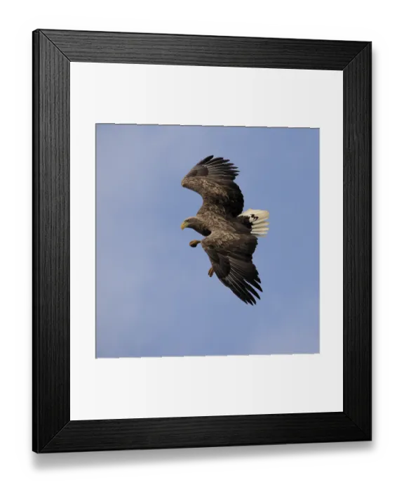 Framed Print : White-tailed eagle (Haliaeetus albicilla)