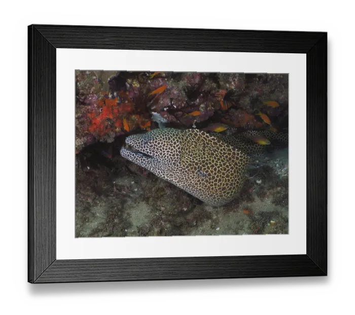 Framed Print : Reticulated moray eel (Gymnothorax favagineus Gymnothorax permistus)