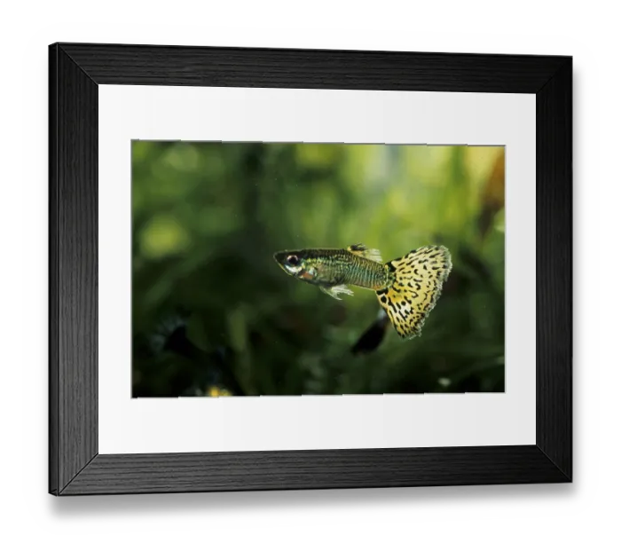 Framed Print : Guppy (Poecilia reticulata) Framed Print : Guppy (Poecilia reticulata)