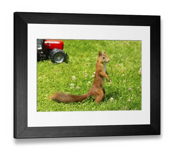 Framed Print : Squirrel (Sciurus vulgaris)