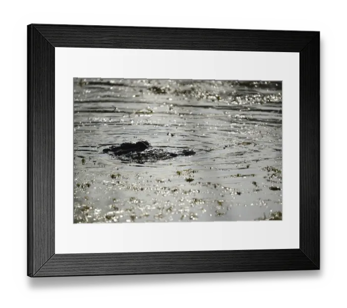 Framed Print : Mississippi alligator (Alligator mississipiensis)
