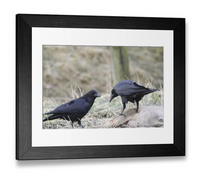 Framed Print : Raven (Corvus corax) Framed Print : Raven (Corvus corax)
