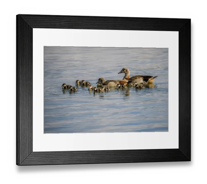 Framed Print : Egyptian geese (Alopochen aegyptiacus)