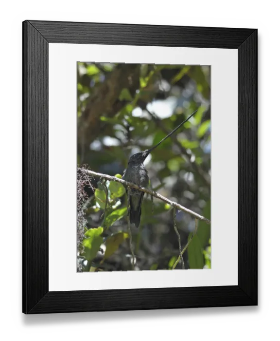 Framed Print : Sword-billed Hummingbird (Ensifera ensifera)