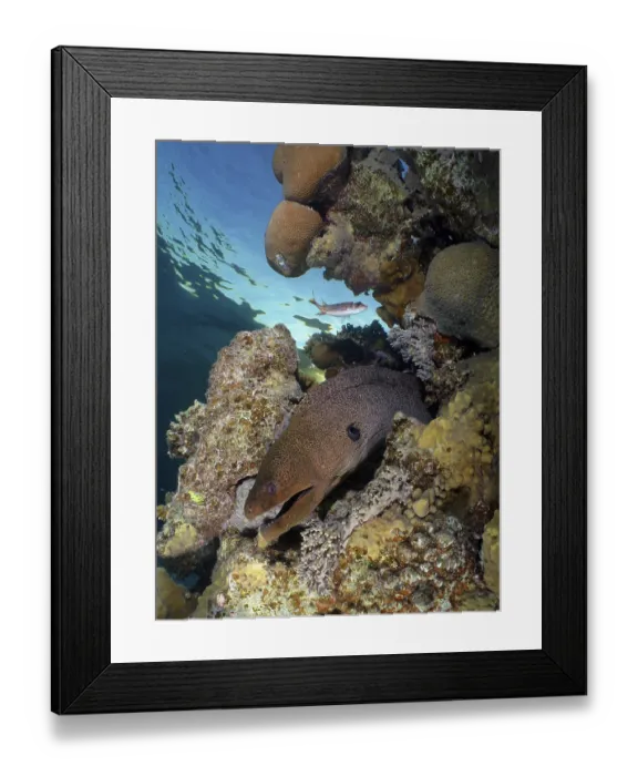 Framed Print : Giant moray eel (Gymnothorax javanicus)