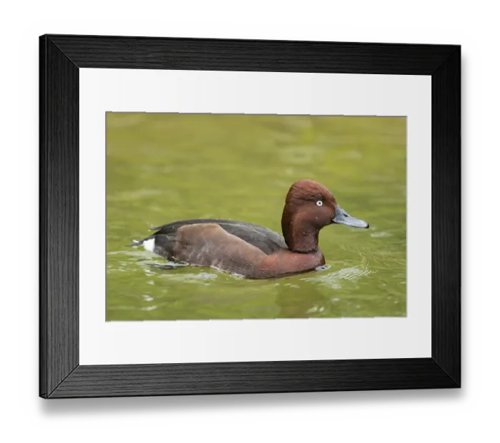 Framed Print : Ferruginous Duck (Aythya nyroca)