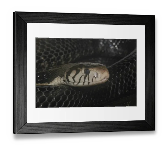 Framed Print : Forest cobra (Naja melanoleuca) Framed Print : Forest cobra (Naja melanoleuca)