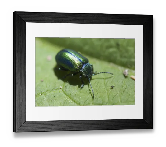 Framed Print : Alpine leaf beetle (Chrysomela alpina) Framed Print : Alpine leaf beetle (Chrysomela alpina)