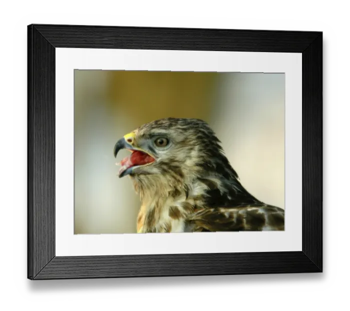 Framed Print : Buzzard (Buteo) Framed Print : Buzzard (Buteo)