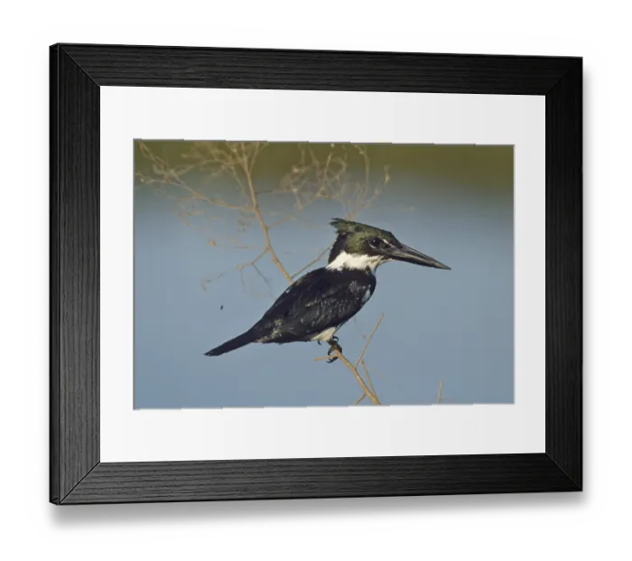 Framed Print : Amazon Kingfisher (Chloroceryle amazona) Framed Print : Amazon Kingfisher (Chloroceryle amazona)