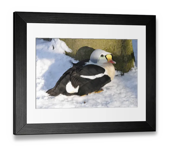 Framed Print : Male long-tailed duck (Somateria spectabilis)