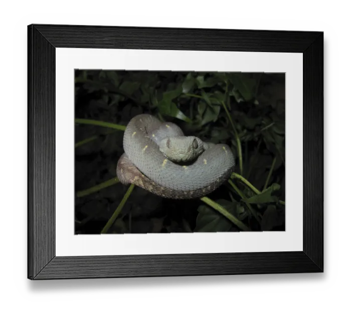 Framed Print : Bush viper (Atheris chlorechis) Framed Print : Bush viper (Atheris chlorechis)
